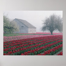 Red and pink tulips greet the day on a misty posters