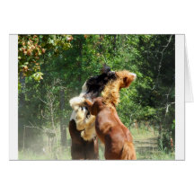 Red and Tango at Play Card