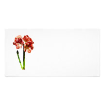 Red and White Amaryllis With Bud Personalized Photo Card