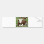 Red And White Cow On Green Grass Bumper Stickers