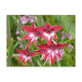 Red and White Flowers Postcard