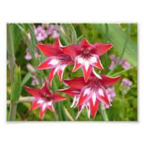 Red and White Gladiolas Photo Print