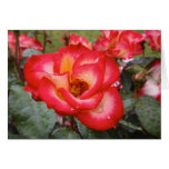Red and White Rose Cards