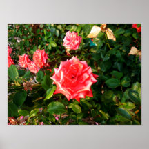 Red and White Rose Contrast Print