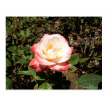 Red And White Rose Post Card