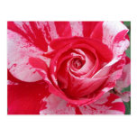 Red and White Rose Postcard