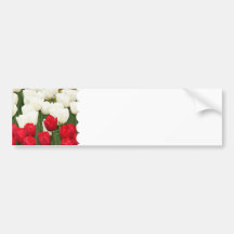 Red and White Tulips Bumper Sticker