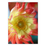red and yellow dahlia greeting cards