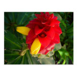 red and yellow flower postcard