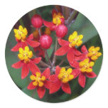 Red and yellow flower sticker (buttterfly weed)