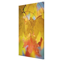 Red and yellow maple leaves, in the southern stretched canvas prints