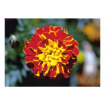 Red And Yellow Marigold flowers Custom Invitations