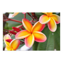 Red and Yellow Plumeria 3 Art Photo