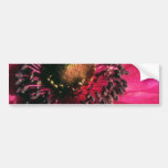 Red Anemone flowers Bumper Sticker