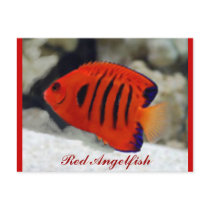 Red Angelfish Post Card