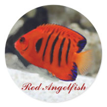 Red Angelfish Sticker