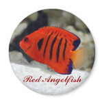 Red Angelfish Sticker magnets
