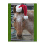 Red Appaloosa with Santa Hat Post Cards