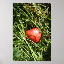 Red Apple Poster/Print
