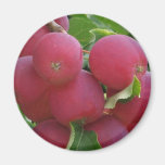 Red Apples Magnet