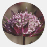 Red Astrantia Round Sticker