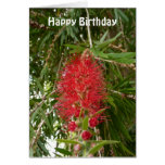Red Australian Bottlebrush Flower Birthday Templat Greeting Card