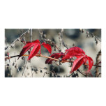 Red autumn Card photo cards
