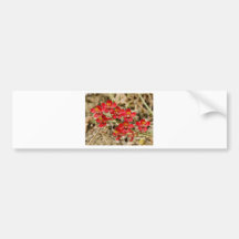 Red Beauties Bumper Stickers