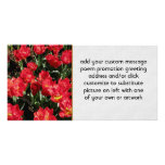 Red Beauties Photo Greeting Card