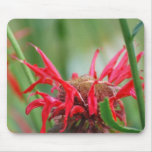 Red Bee Balm Flowers Mouse Pad