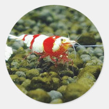 Red Bee Products & Gift shop Round Stickers