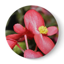 Red Begonia