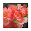 red begonia flowers magnets