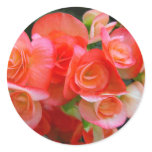 red begonia flowers sticker