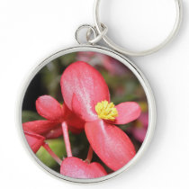 Red Begonia