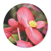Red Begonia
