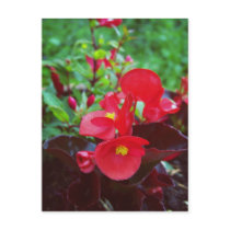 Red Begonia Postcards