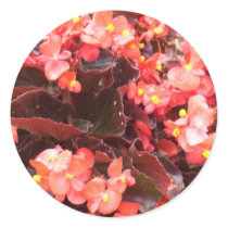 Red Begonia Stickers