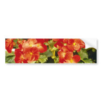 Red Begonia X Rex Cultorum (Rex Begonia) flowers Bumper Stickers
