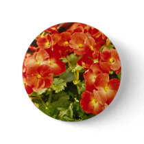 Red Begonia X Rex Cultorum (Rex Begonia) flowers Pins
