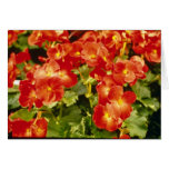 Red Begonia X Rex Cultorum (Rex Begonia) flowers Card