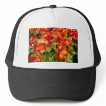 Red Begonia X Rex Cultorum (Rex Begonia) flowers Hat