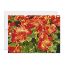 Red Begonia X Rex Cultorum (Rex Begonia) flowers Announcements