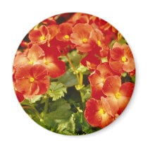 Red Begonia X Rex Cultorum (Rex Begonia) flowers Magnets
