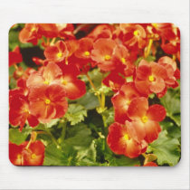 Red Begonia X Rex Cultorum (Rex Begonia) flowers Mousepads