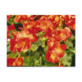 Red Begonia X Rex Cultorum (Rex Begonia) flowers Post Cards