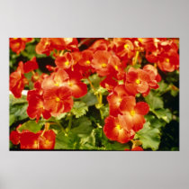 Red Begonia X Rex Cultorum (Rex Begonia) flowers Posters