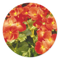 Red Begonia X Rex Cultorum (Rex Begonia) flowers Stickers
