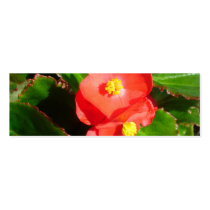 Red Begonias Bookmark