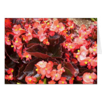 Red Begonias Card